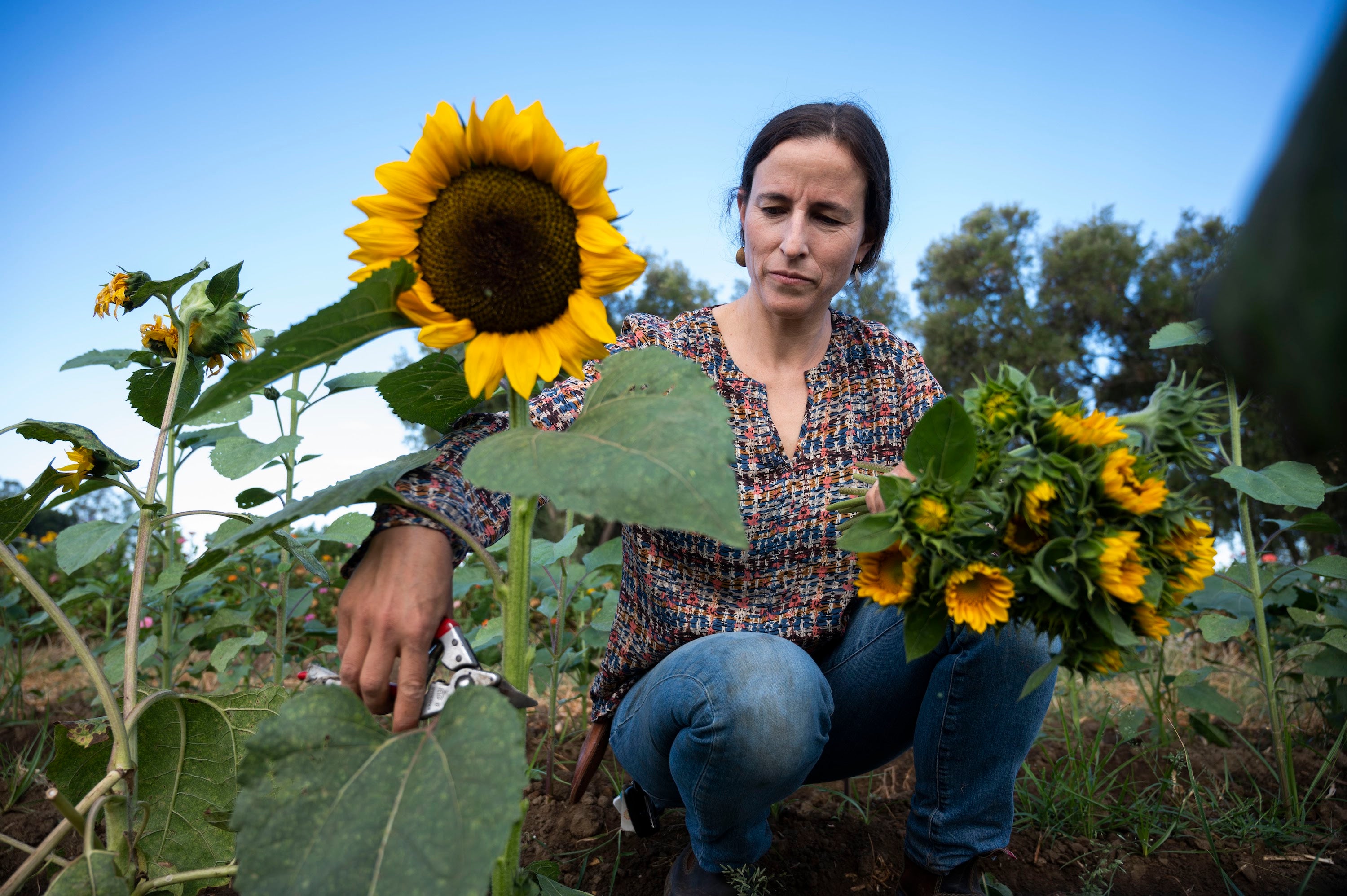 Julia Schreiber picks sunflowers in a garden