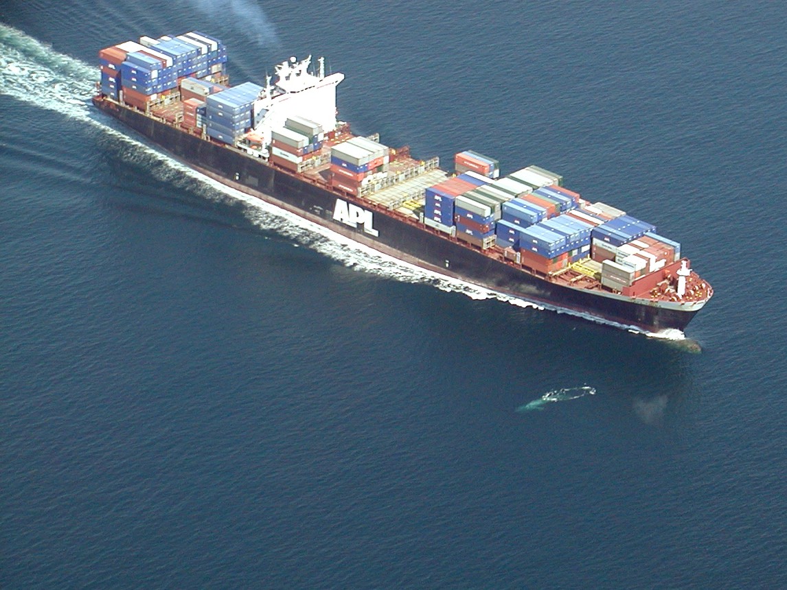 A blue whale swims past a cargo ship