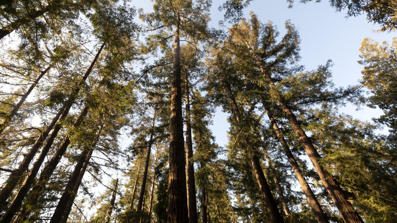 a view upwards into a canopy of evergreen trees