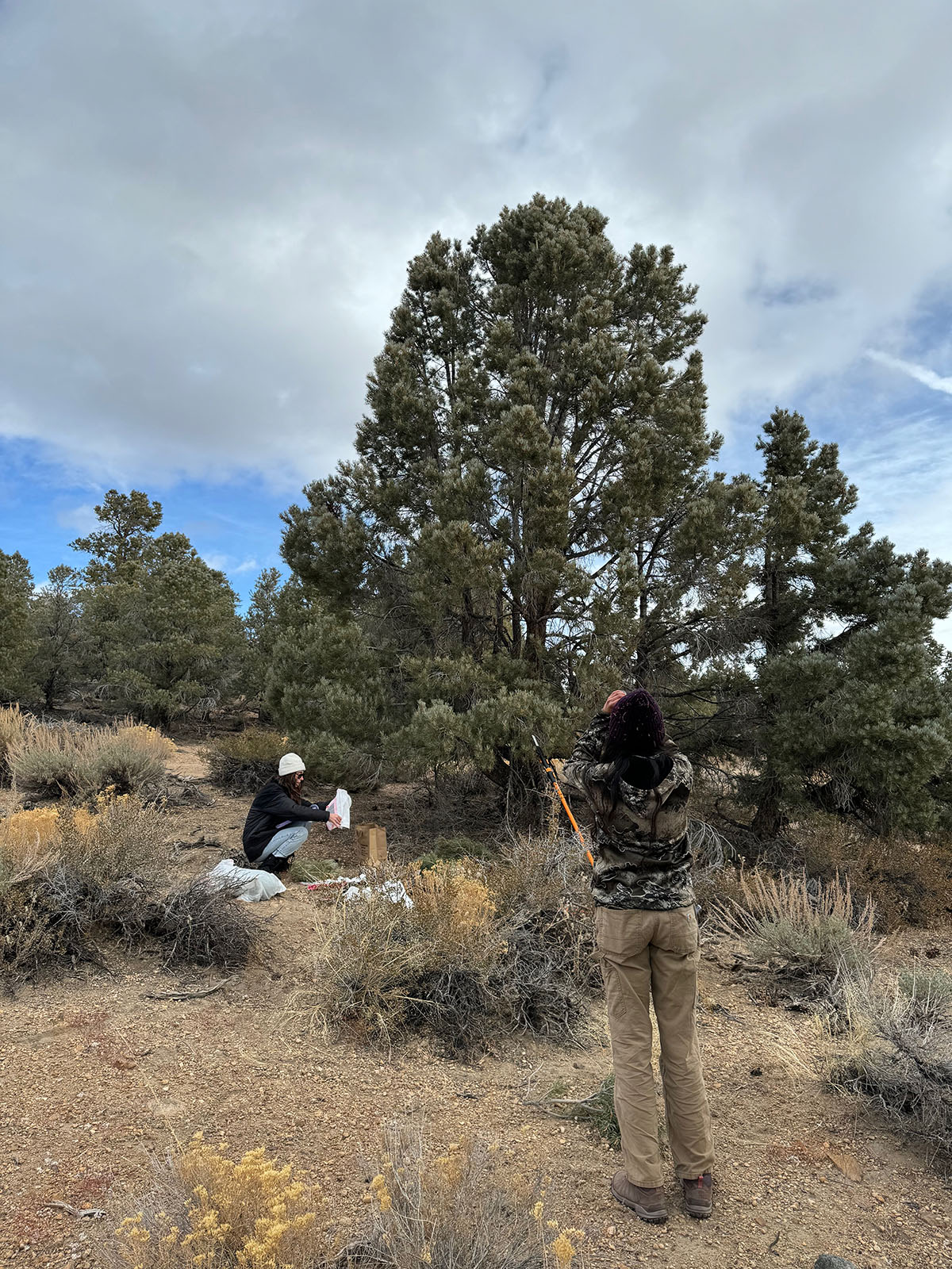 Two people standing before a pinyon pine tree
