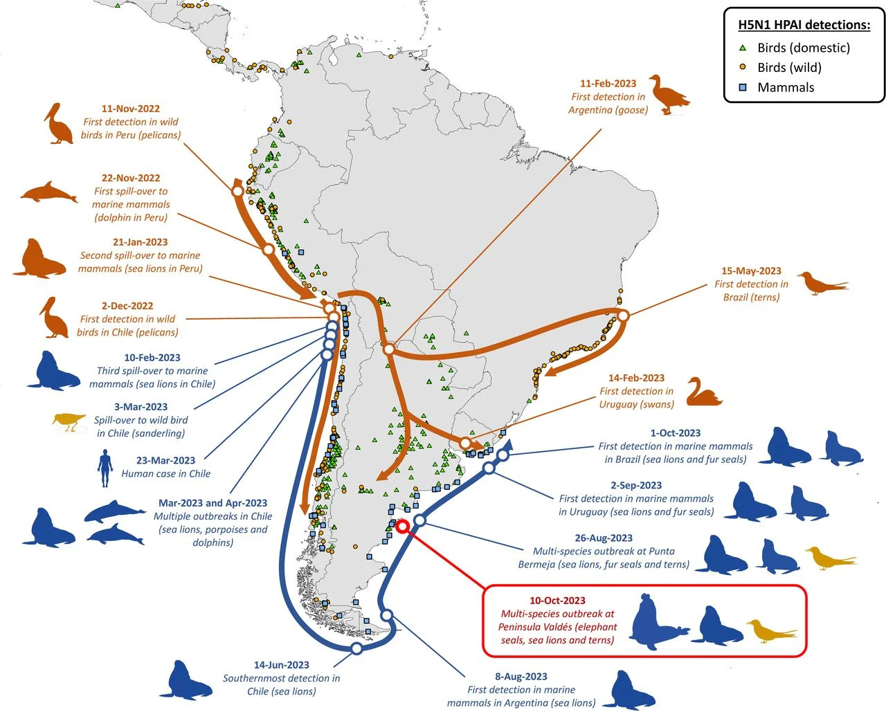 Map of Argentina with areas of H5N1 detection and species involved (seals, sea lions, birds even a dolphin) noted
