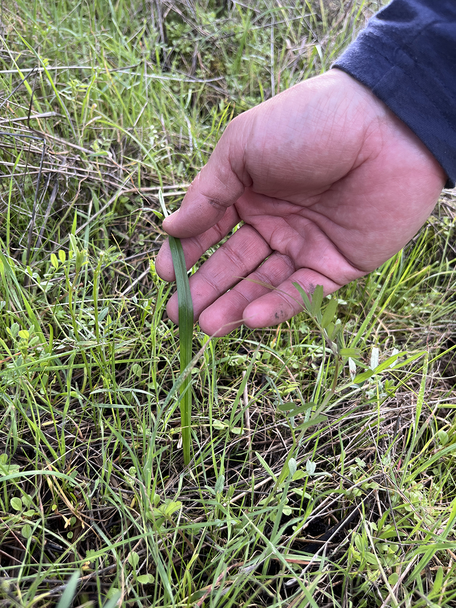 A hand holding a piece of grass
