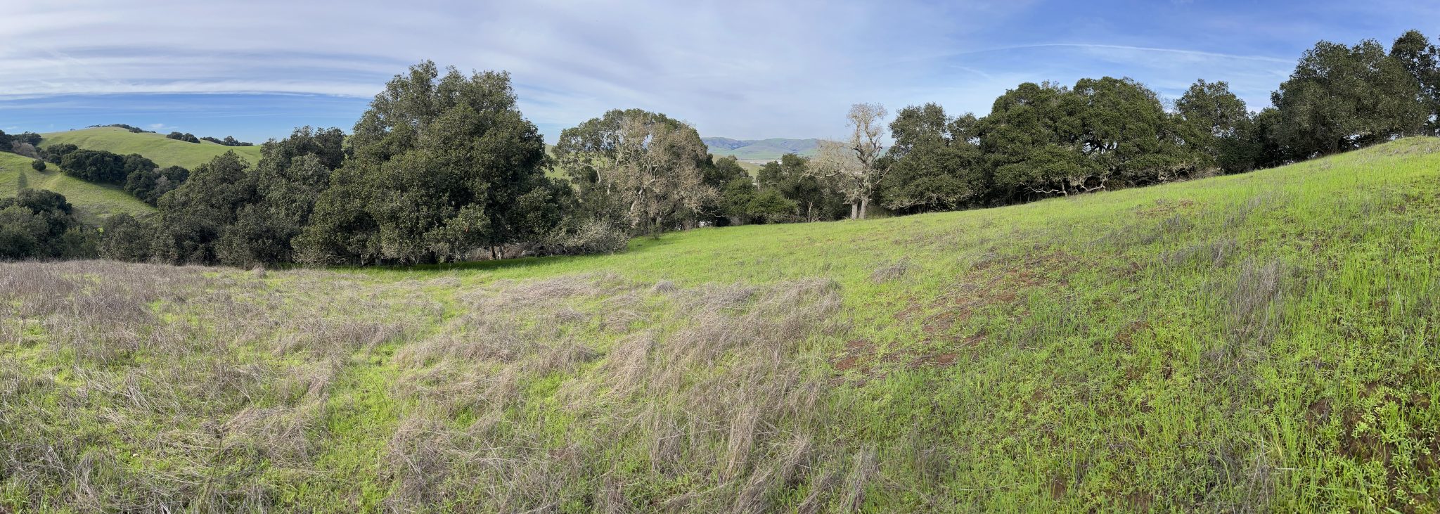 A photo of a green meadow with trees in the background