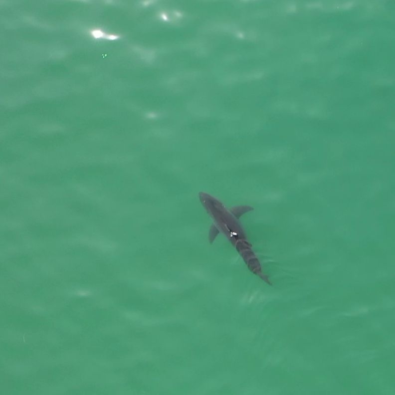 The dark silhouette of a shark swimming in green water, as seen from above