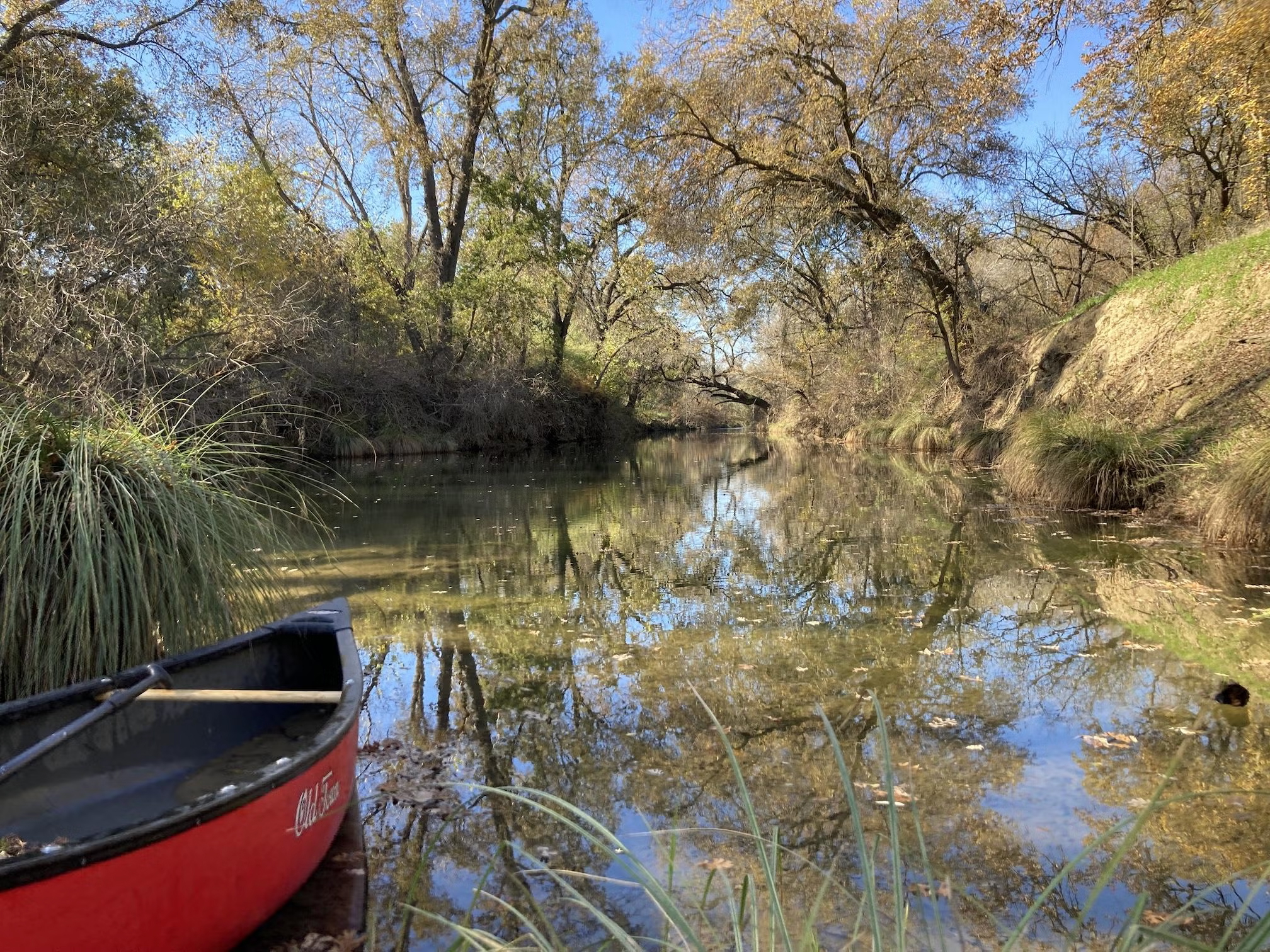 A view of a full creek with grassy green banks and overhanging trees, as seen from a red canoe floating on the water