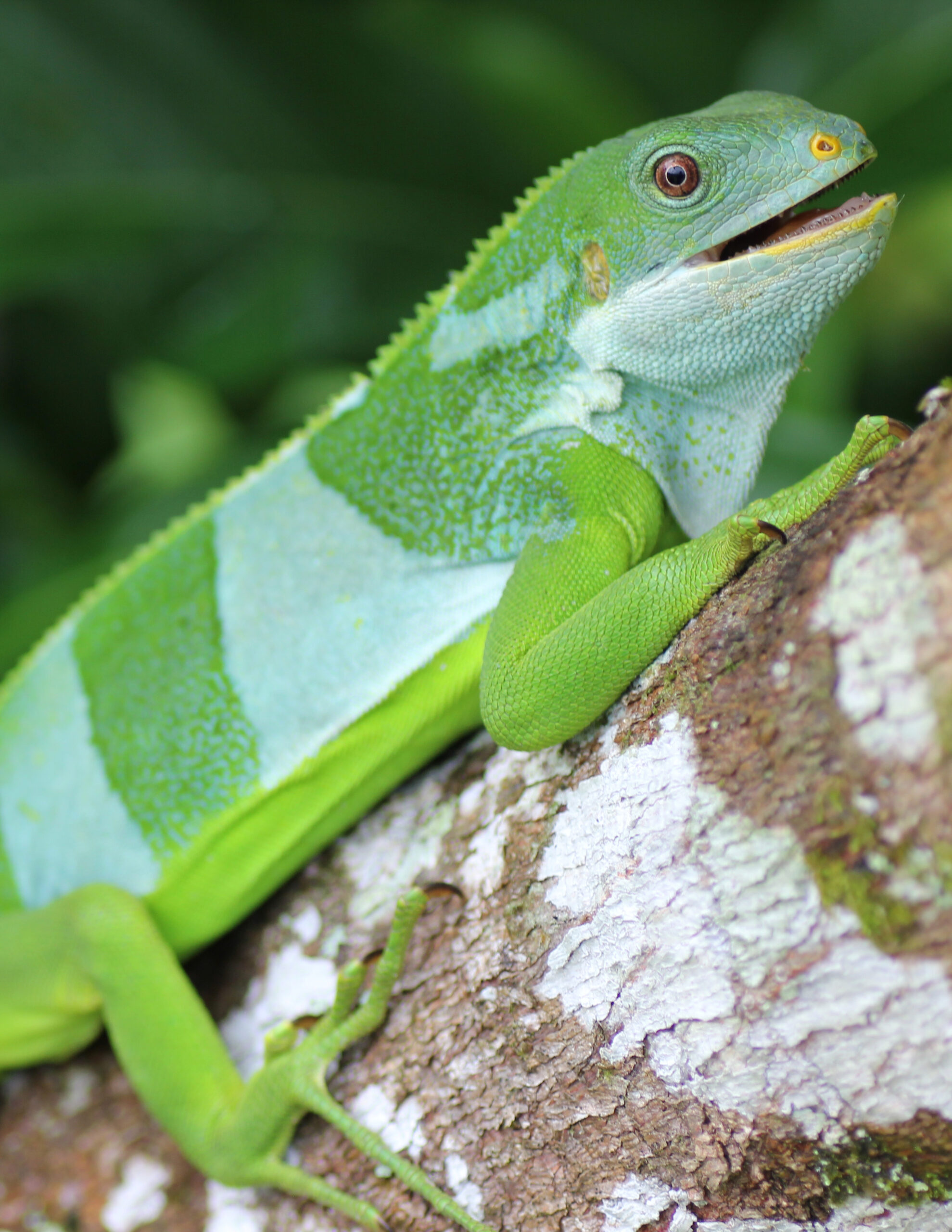 An iguana with broad bands of bright green color sits on a branch with its mouth slightly open