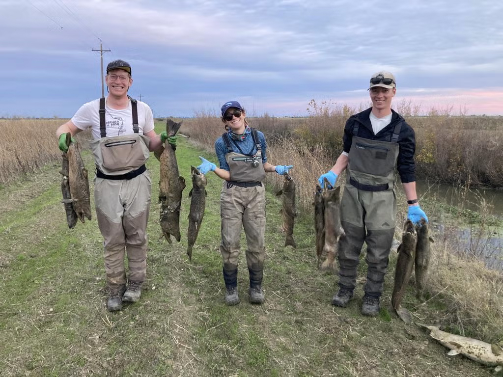 Three people standing on the bank of a creek wearing waders and holding large dead fish