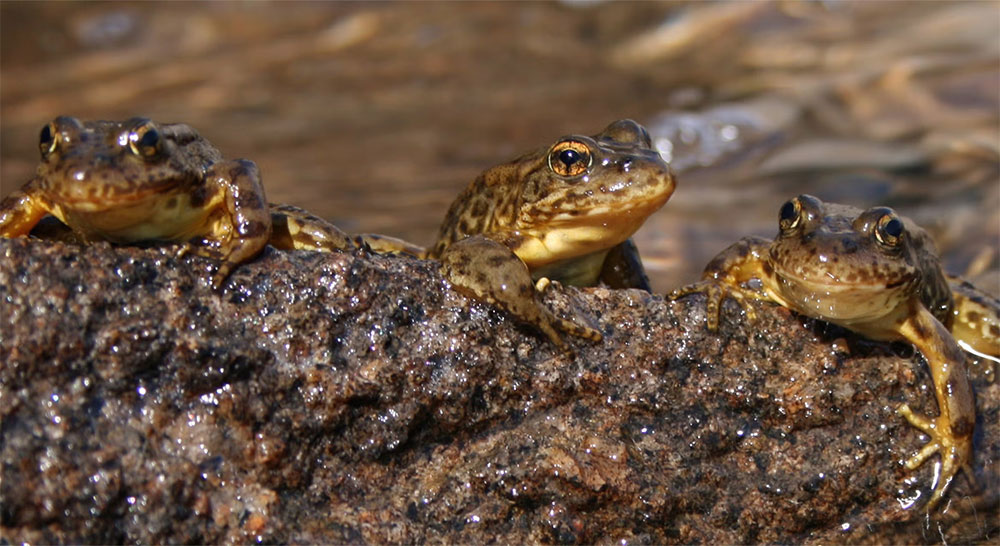 three yellow and brown frogs sit on a rock next to a lake