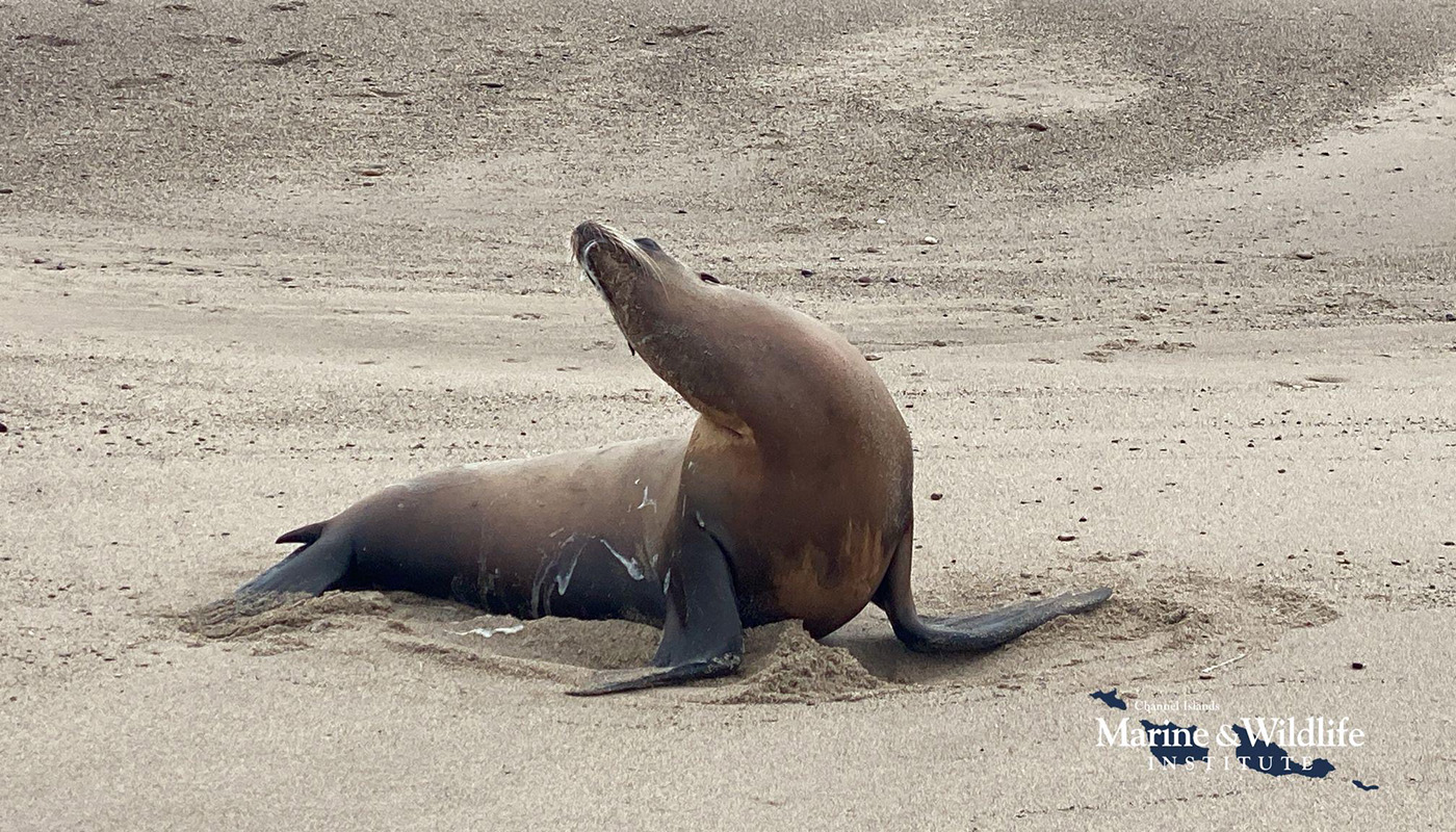 A sea lion contorts itself on the beach, foaming at the mouth
