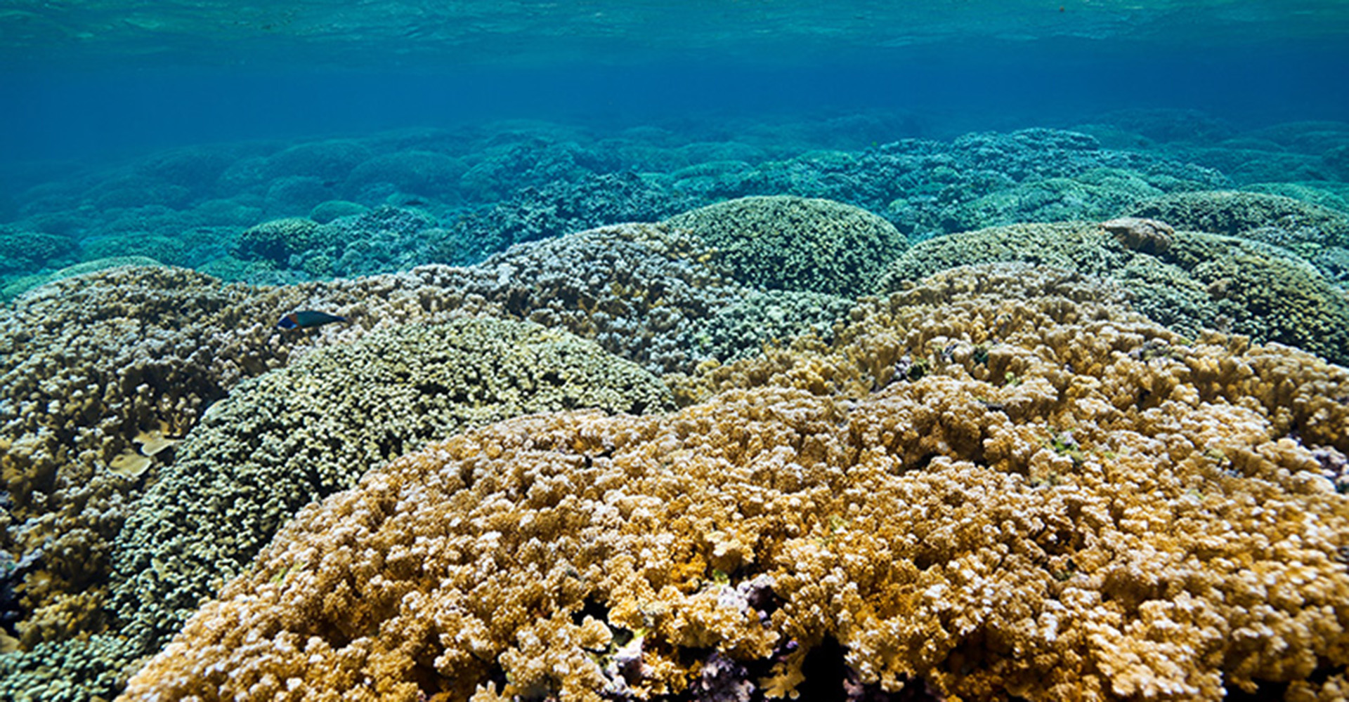 A bleached coral reef