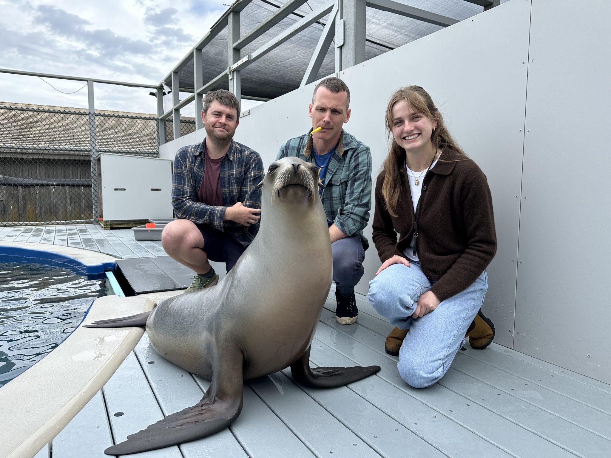 Three people kneel behind Ronan the sea lion on a deck next a pool