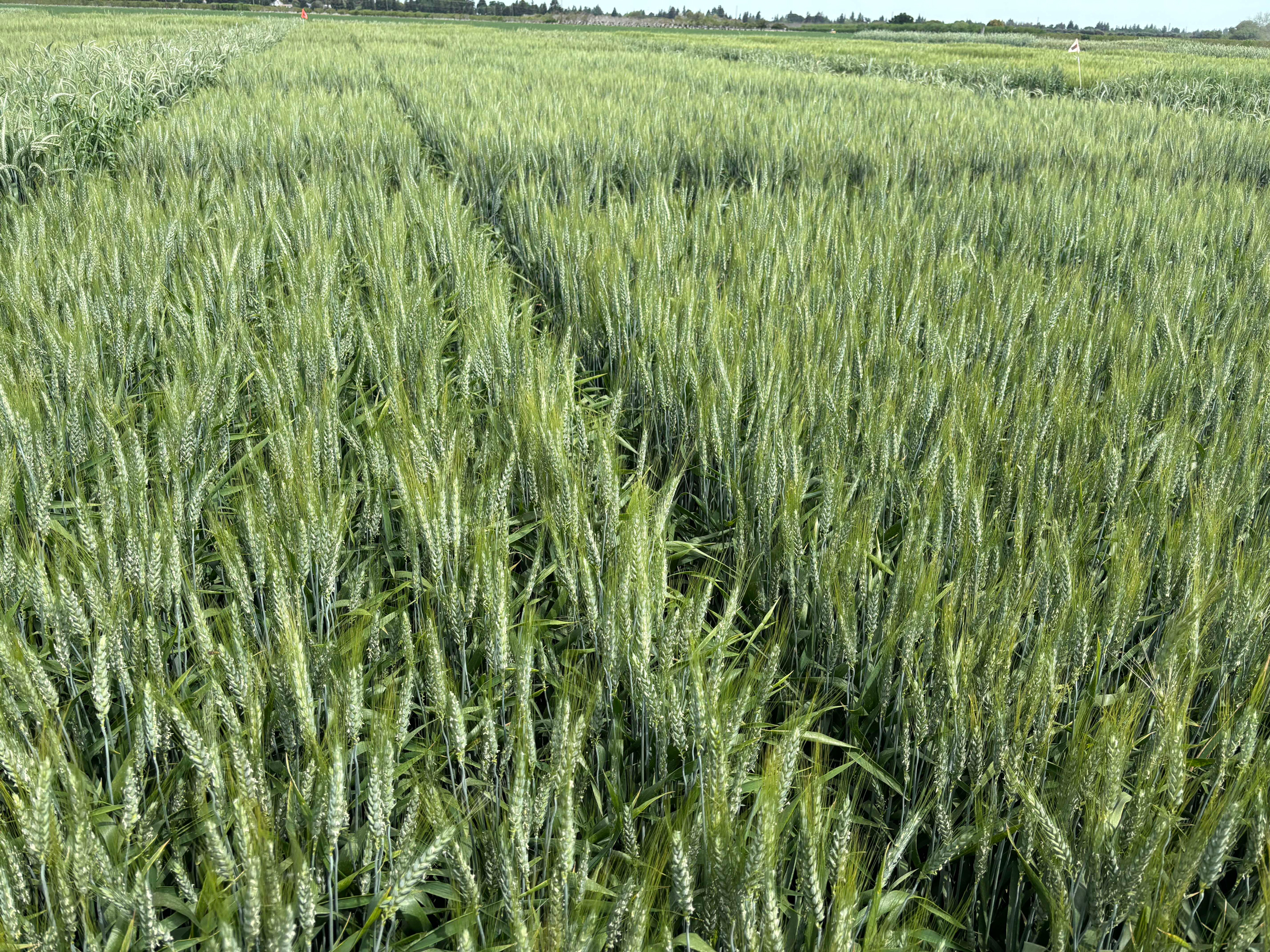 A field of green wheat at UC Davis
