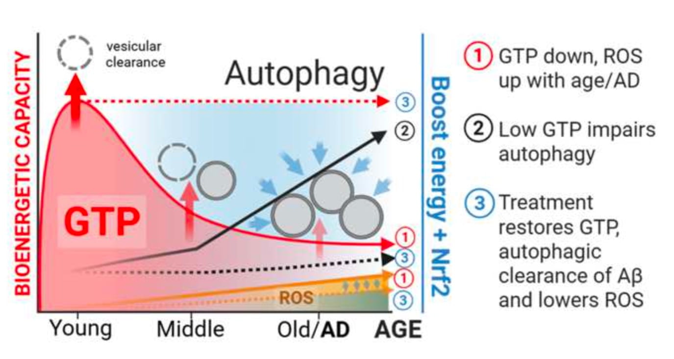 A graphic showing how the level of guanosine triphosphate decreases in aging brains