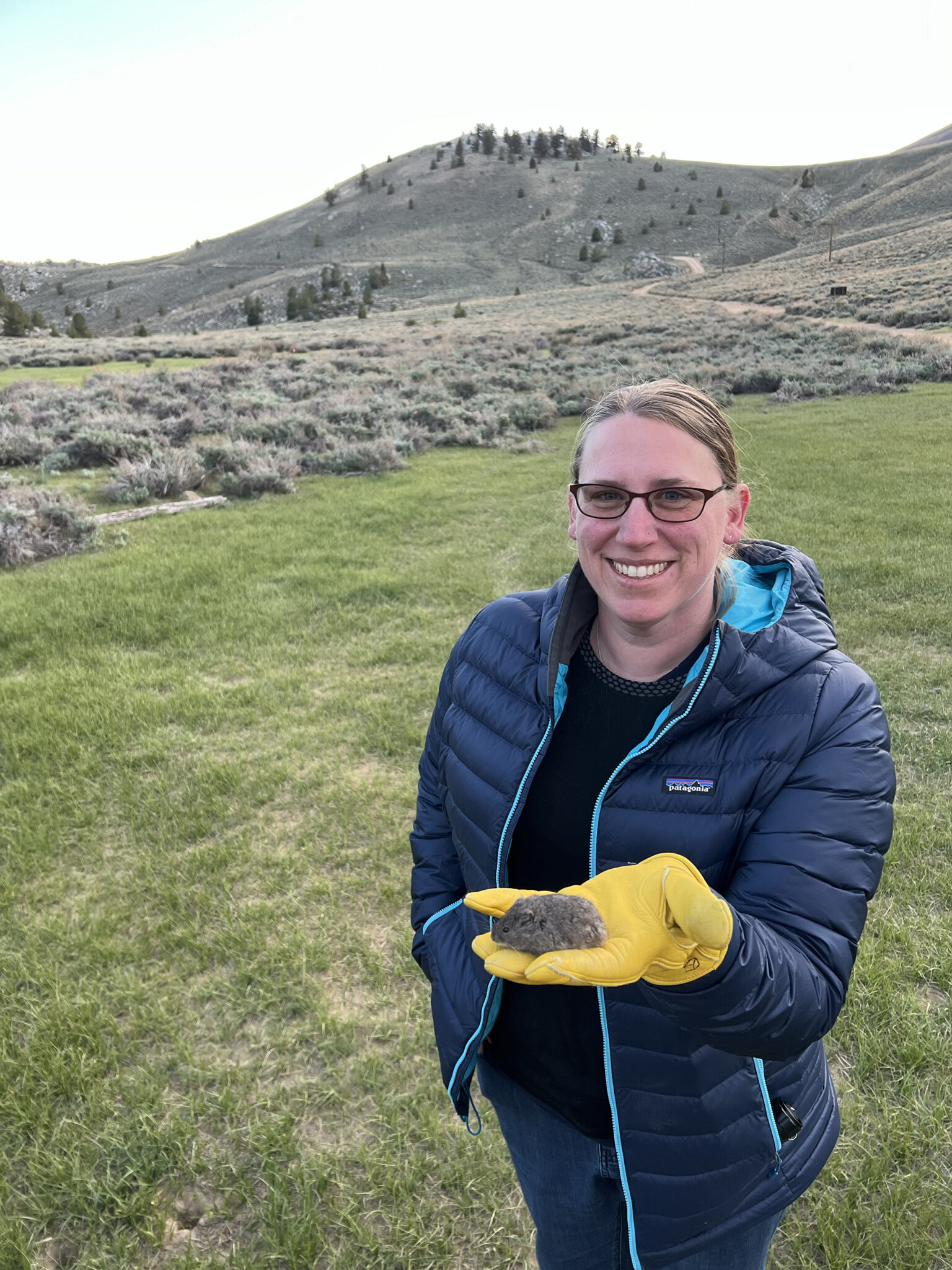 a woman in a puffy jacket standing in a grassy meadow holding a brown rodent in her yellow-gloved hand