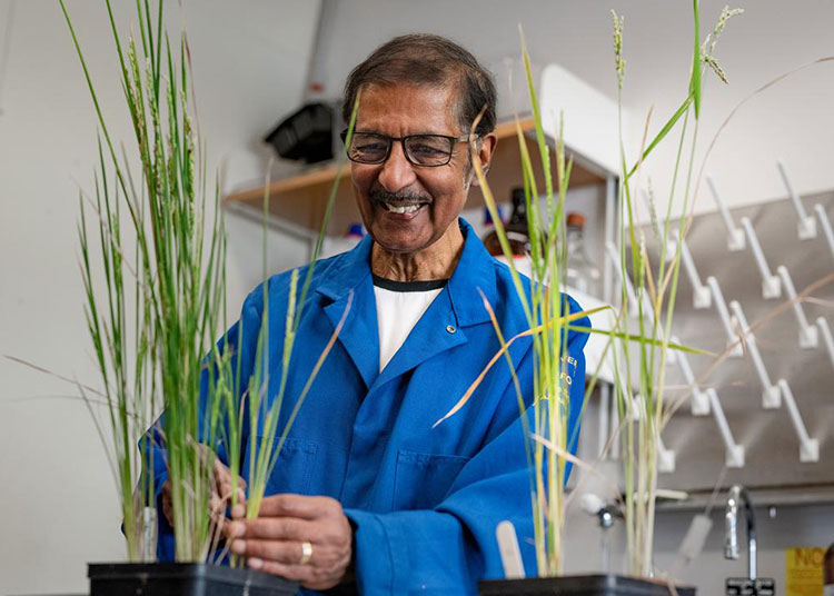Venkatesan Sundaresan examines rice plants growing in pots on a bench in a lab