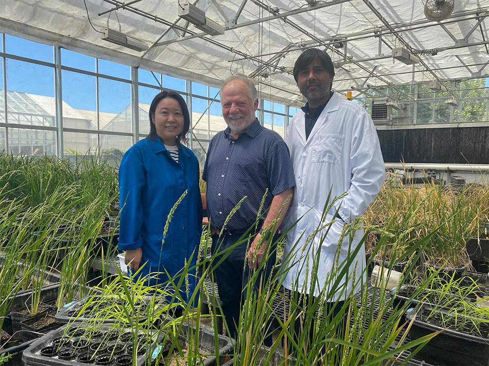 Three scientists smile for a photo, standing in a greenhouse surrounded by wheat plants