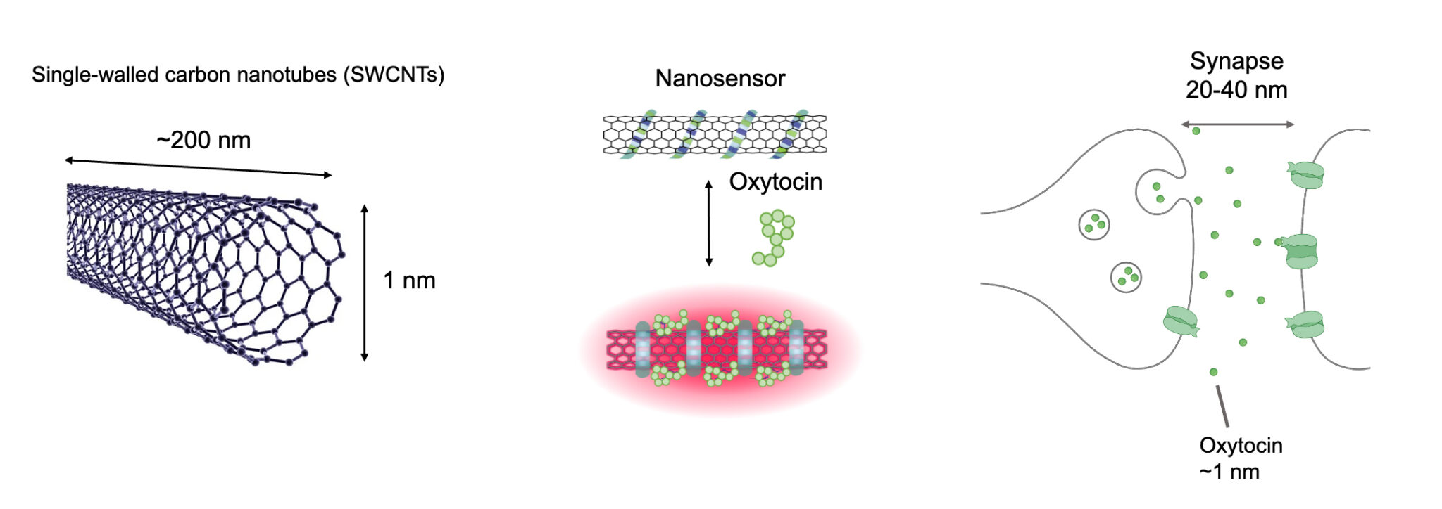 diagram of a nanotube, binding to oxytocin and where oxytocin is found in nerve synapses