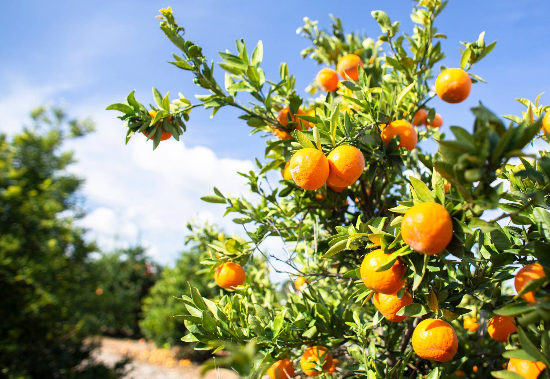 Orange orchard in the sun on the UC Riverside campus