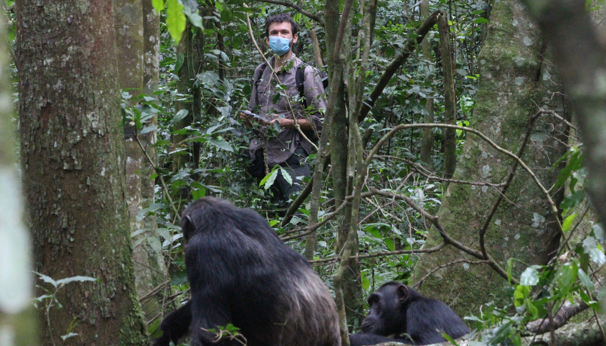 A man wearing a surgical mask in the jungle looks on at an adult chimp and a young chimp