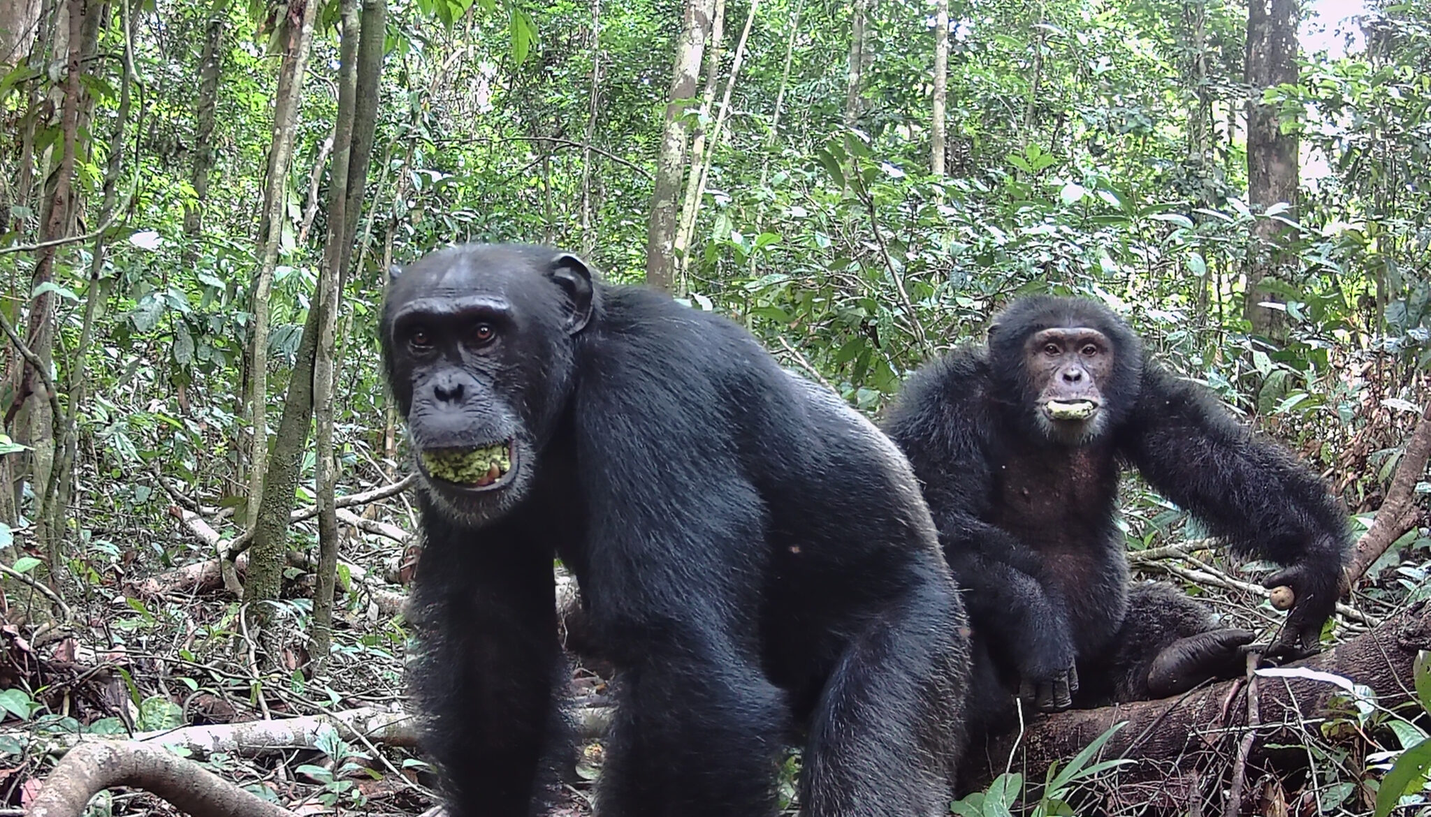 Two adult chimps chewing with their mouths open in the wild