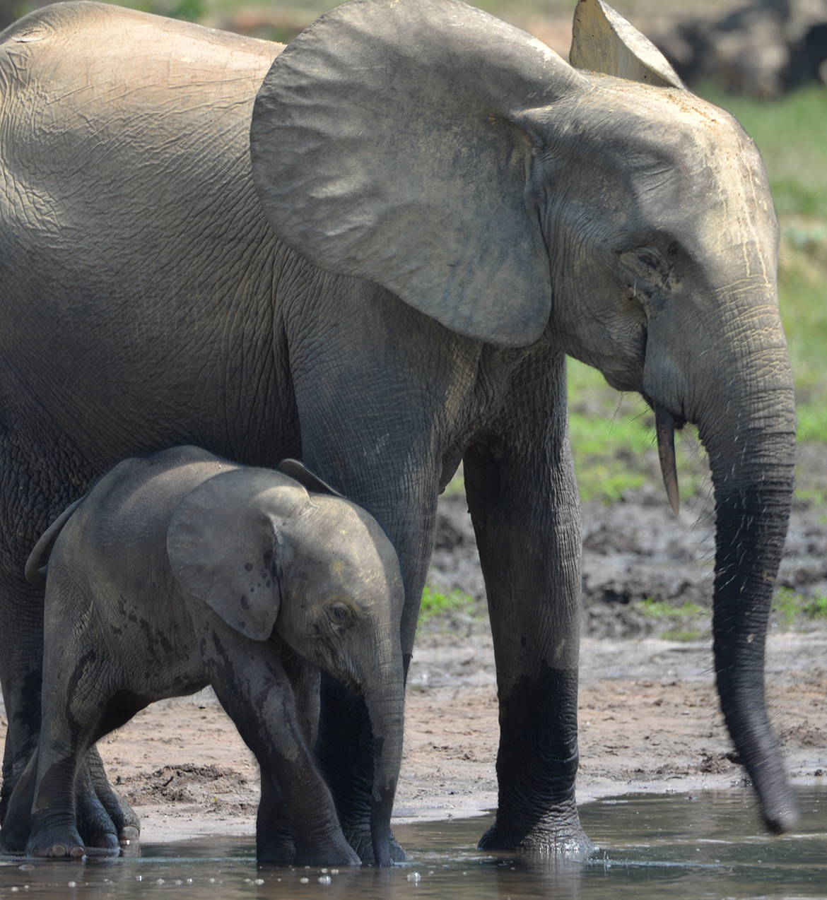A parent elephant and a baby elephant at a water source