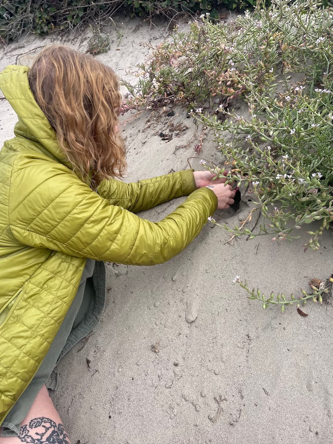 Emma Jochim, shown in a green jacket, digs into a coastal sand dune to search of trapdoor spider burrows.