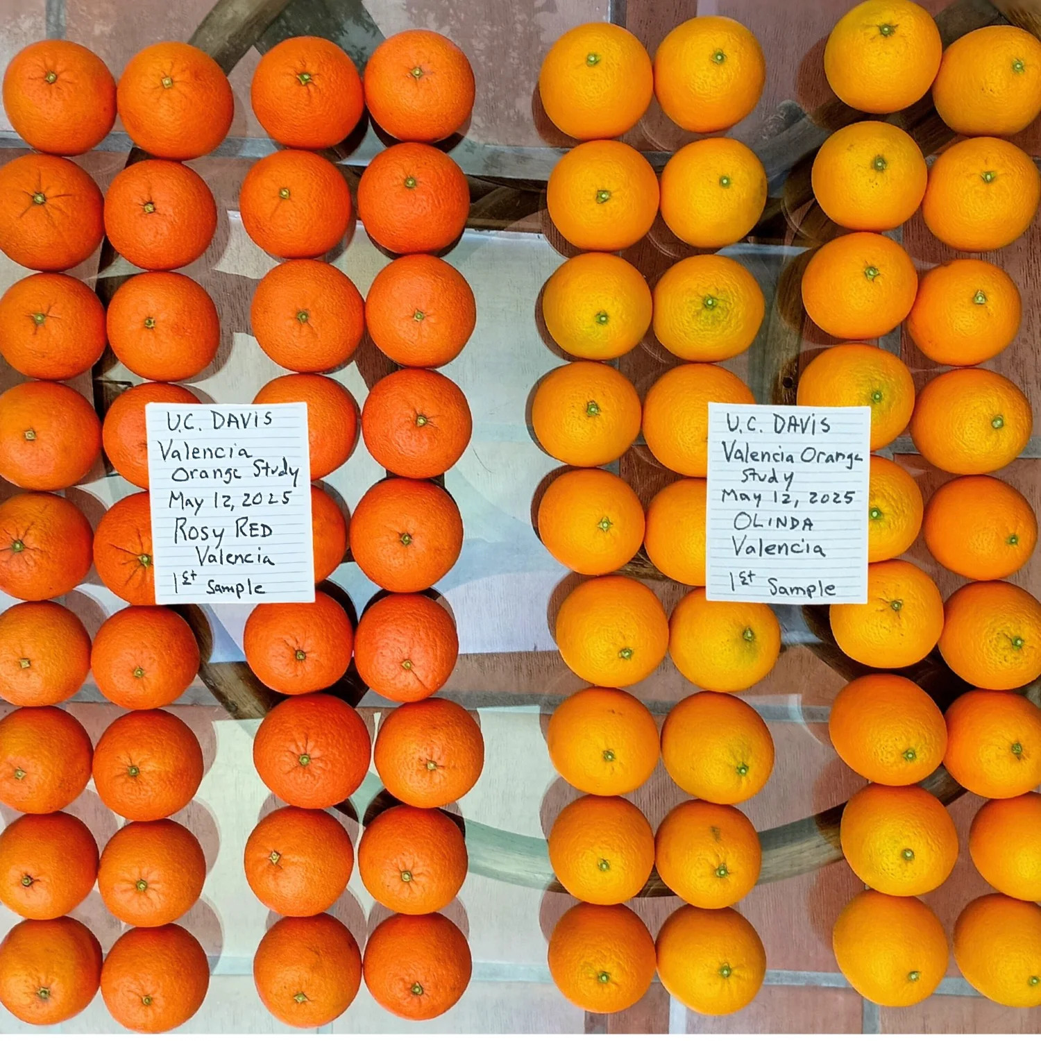 On the left, four columns of oranges that are a bright rosy red orange; on the right, four columns that are a more traditional orange. Each side has a slip of white paper on it denoting a few identifying details from a UC Davis study