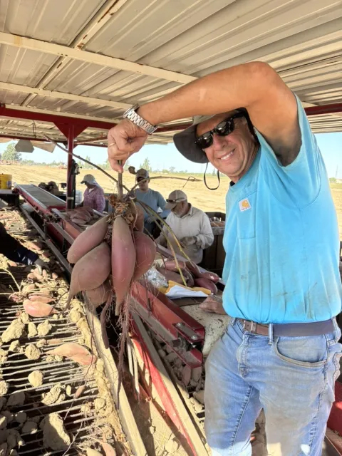 A man holding up sweet potatoes on a farm