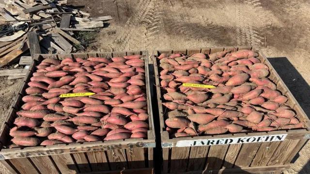 bins of sweet potatoes