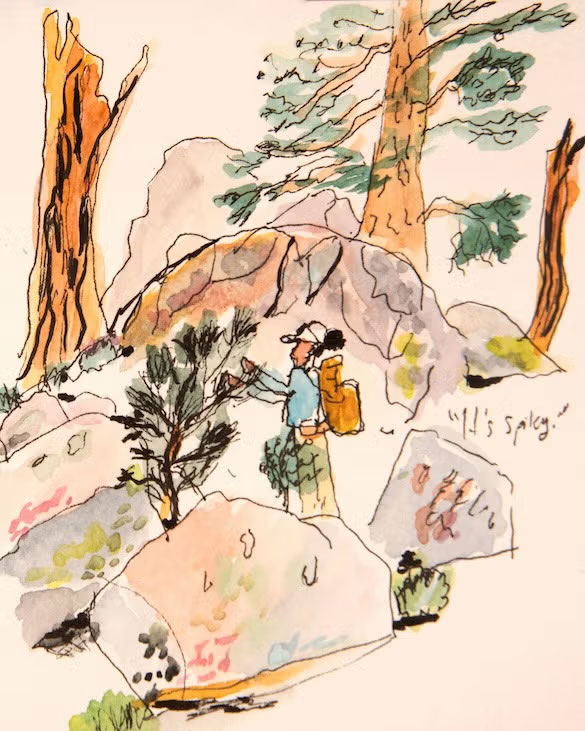 watercolor and ink sketch of a field scientist studying a tree in a granite landscape