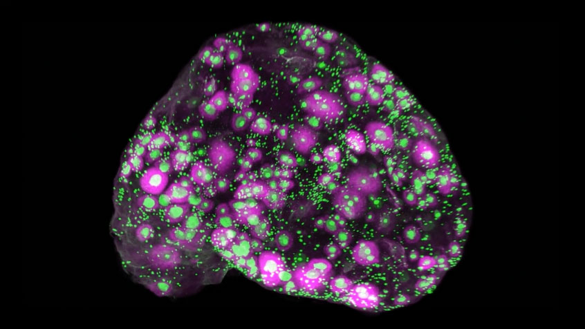 3D microscope view of a mouse ovary showing clusters of green and pink cells against a dark ground