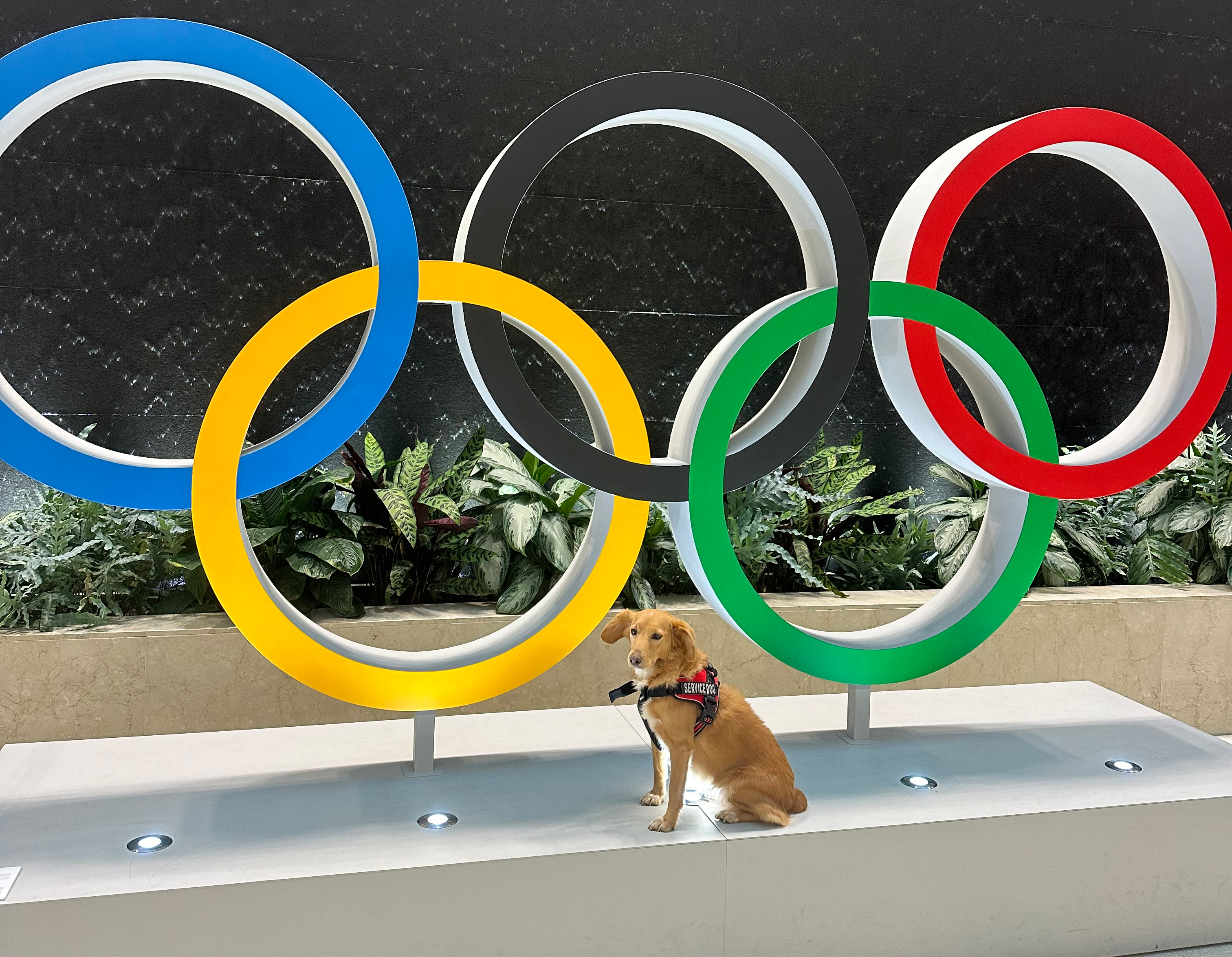 A service dog sits in front of the Olympic rings