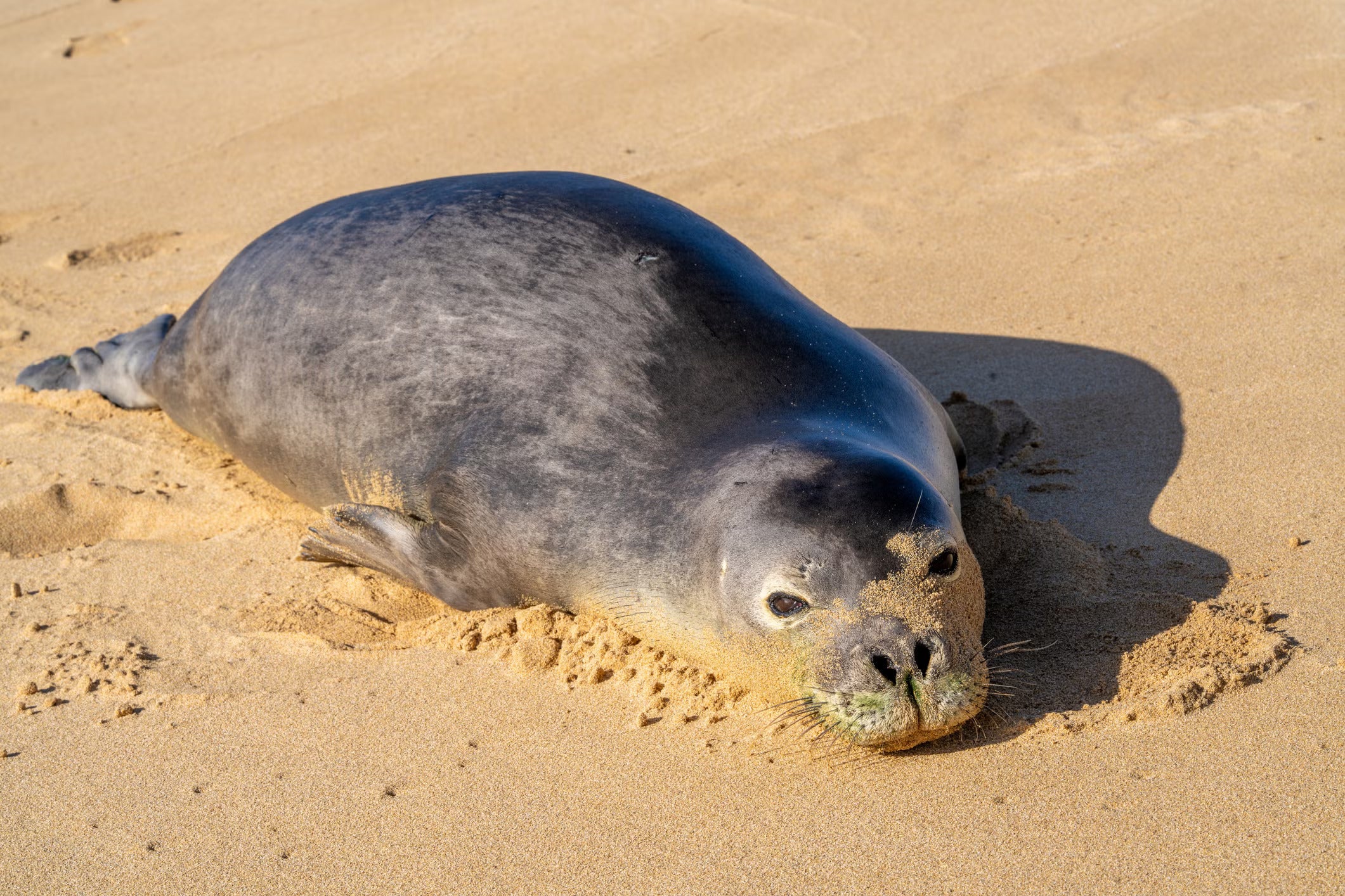 A leopard seal lies in the sand in bright sun looking mischevious