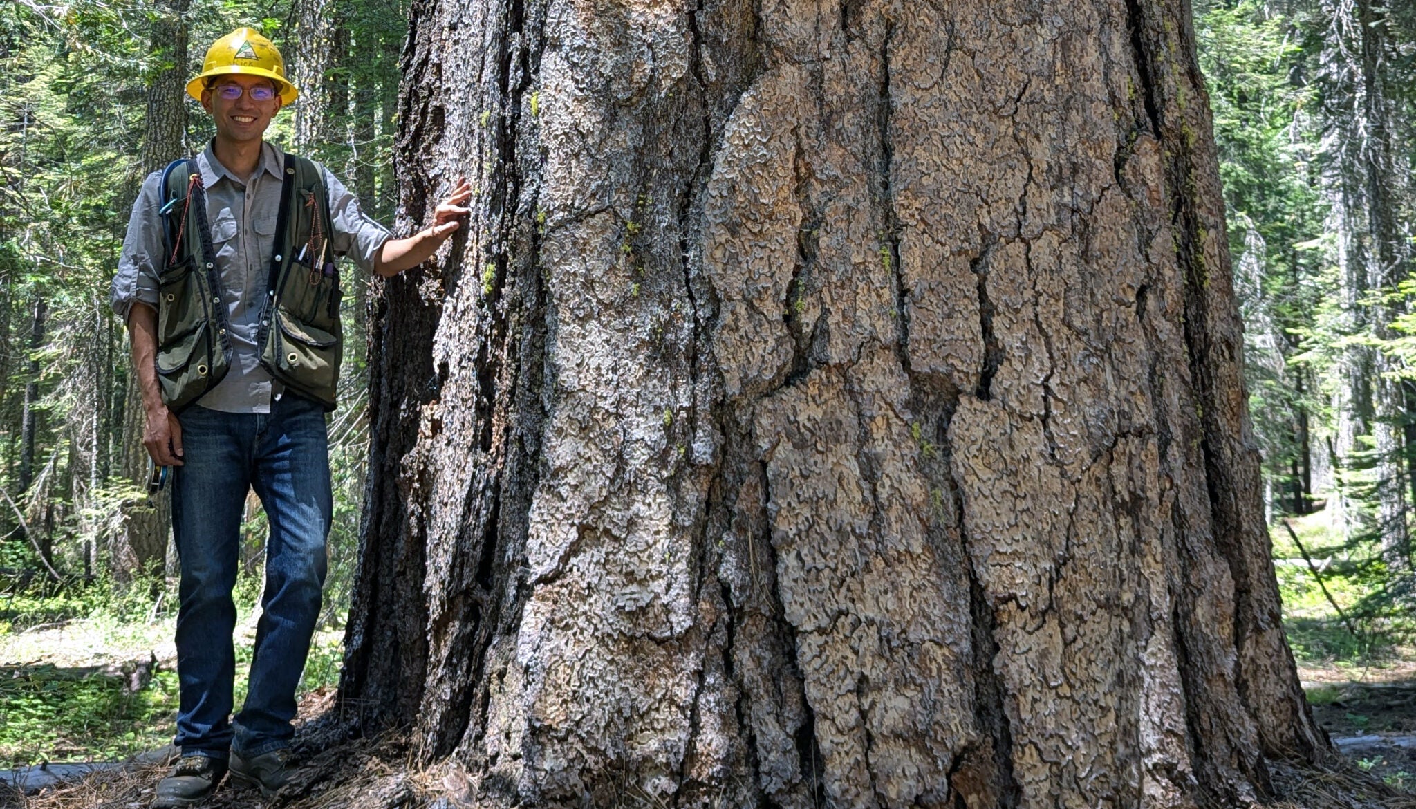 A young man in forester gear, including yellow helmet, poses next to a huge tree trunk
