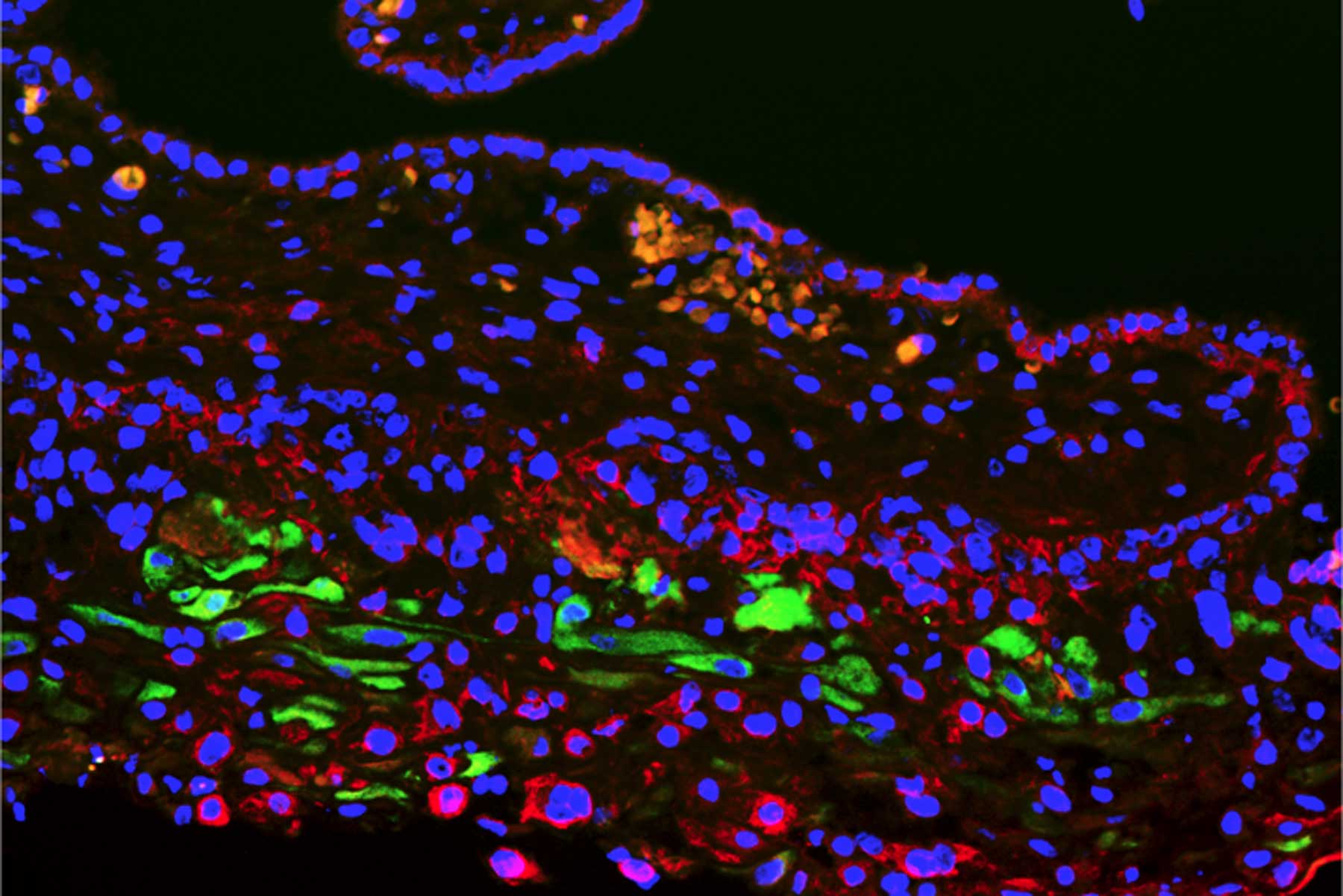 A visual of colorful dots and splatters indicating a cell