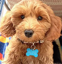 Alfie, cancer-sniffer in training