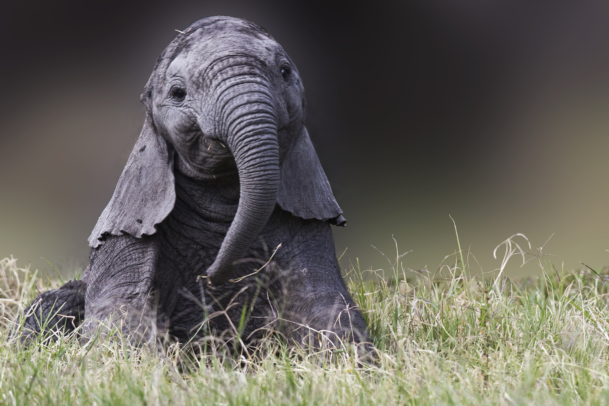 A baby elephant sits with its ears down like a puppy and plays with its trunk