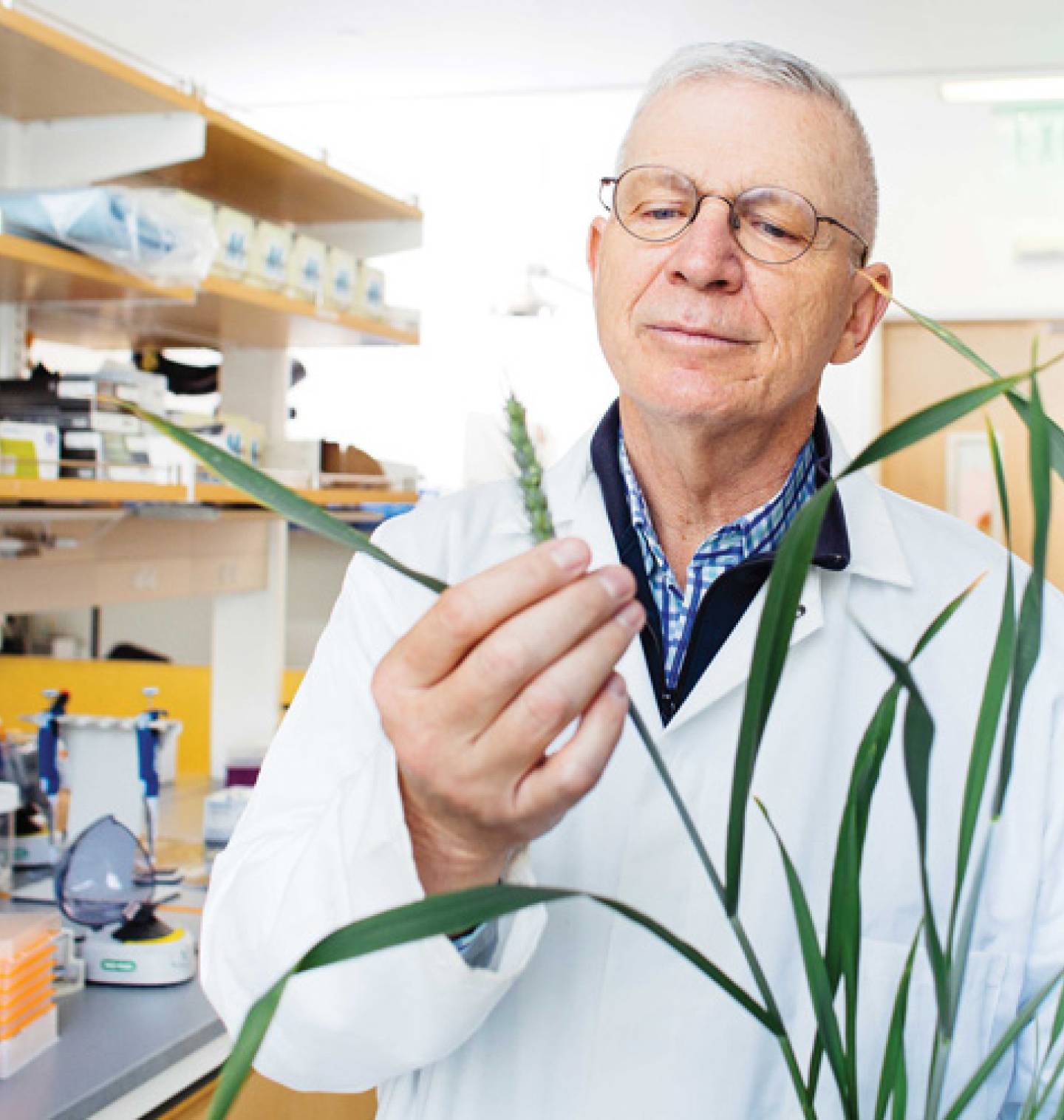 A man in a lab coat in a lab examines an immature grain of wheat