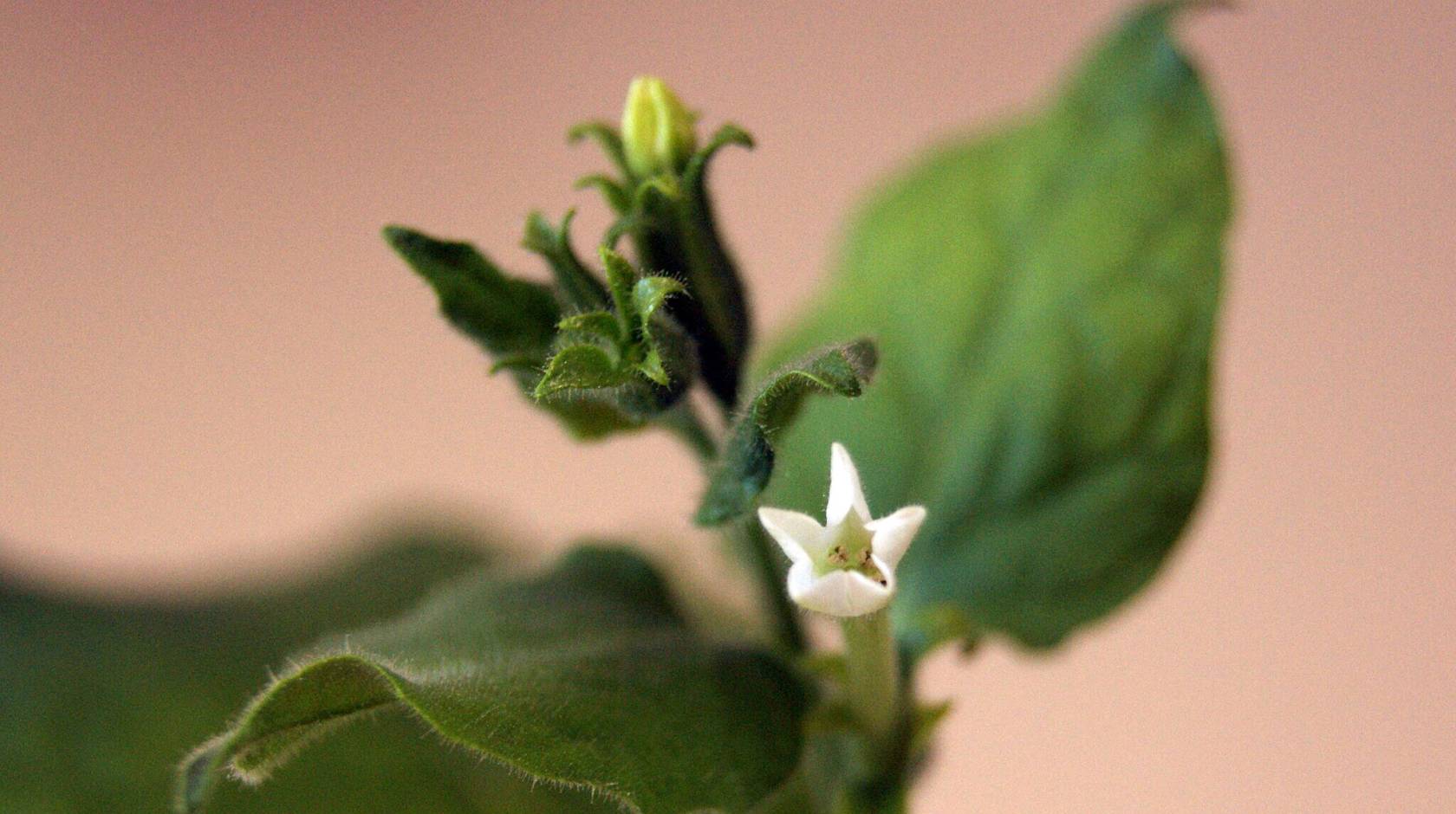 A close up of a plant's leaves and white flower