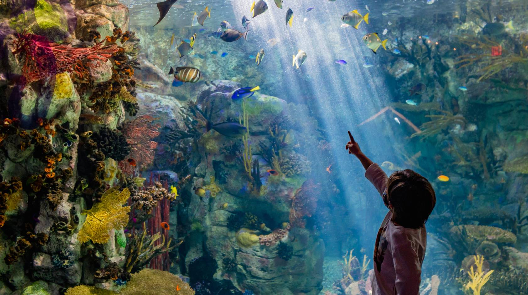 A child stand and points in front of a large aquarium tank