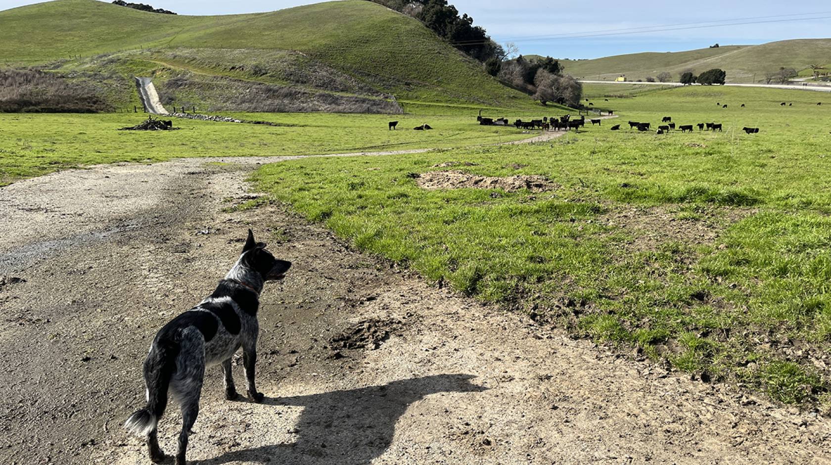 A cattle dog looks on at distant cows