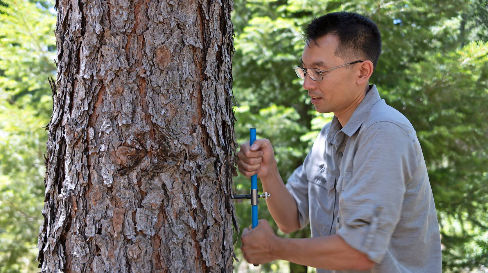 A young man puts a tool into a trunk of a tree while he stands very close to it