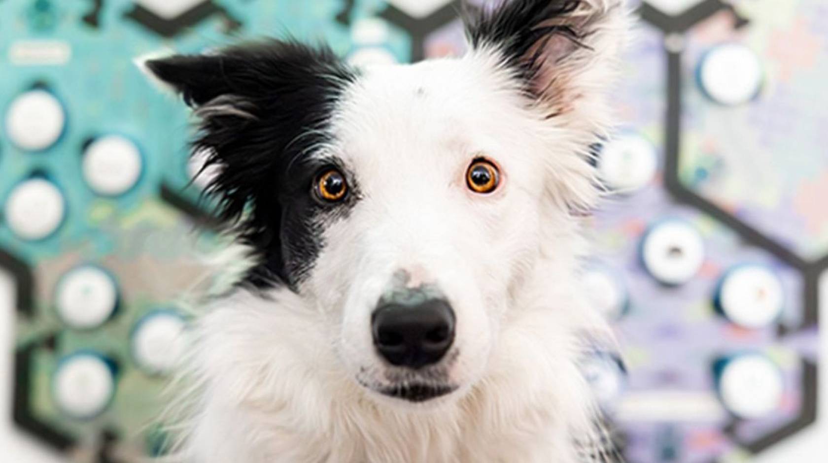 A black and white dog in front of a soundboard