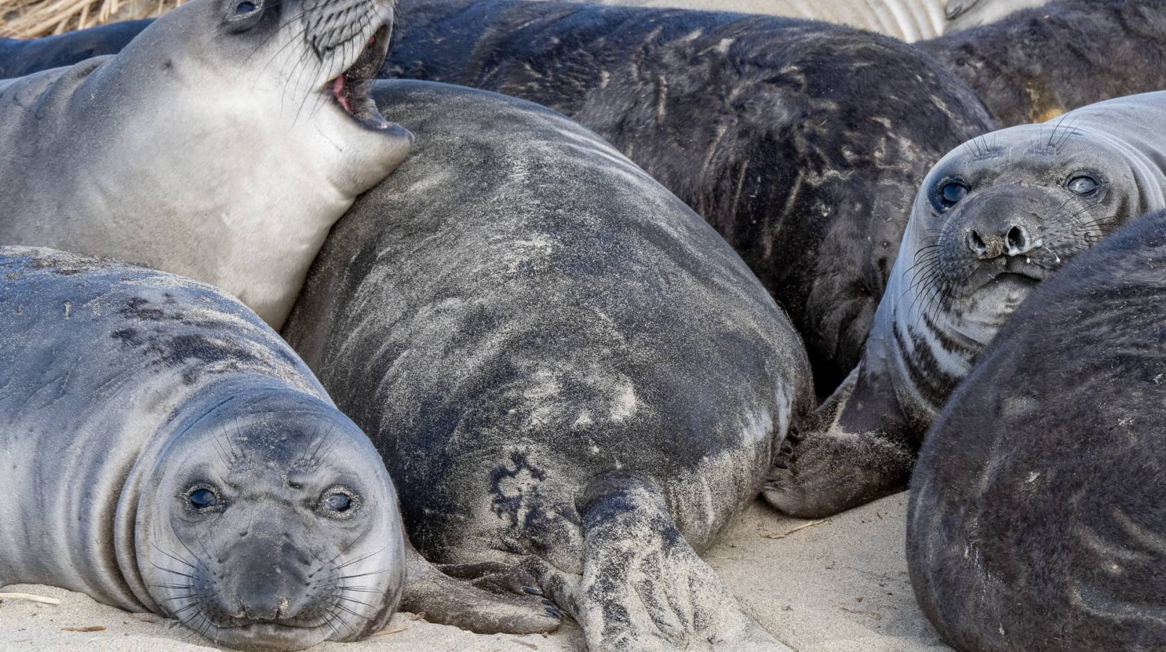 A group of healthy elephant seal pups