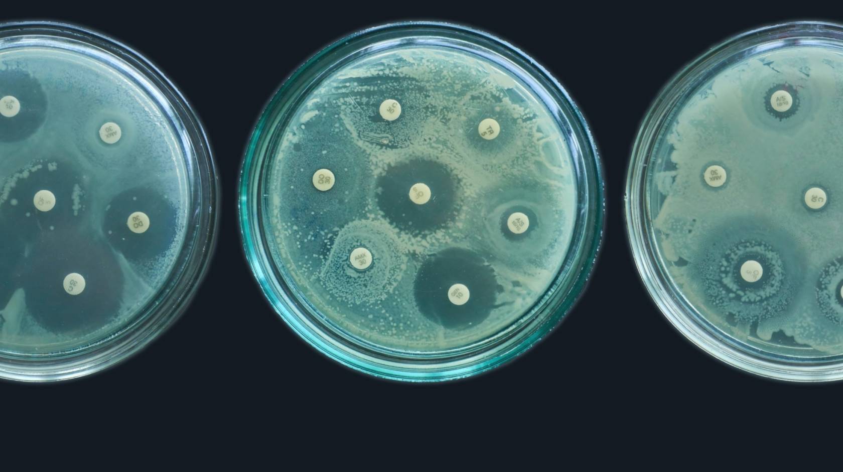 3 green cell culture agar plates show differing amounts of bacterial growth
