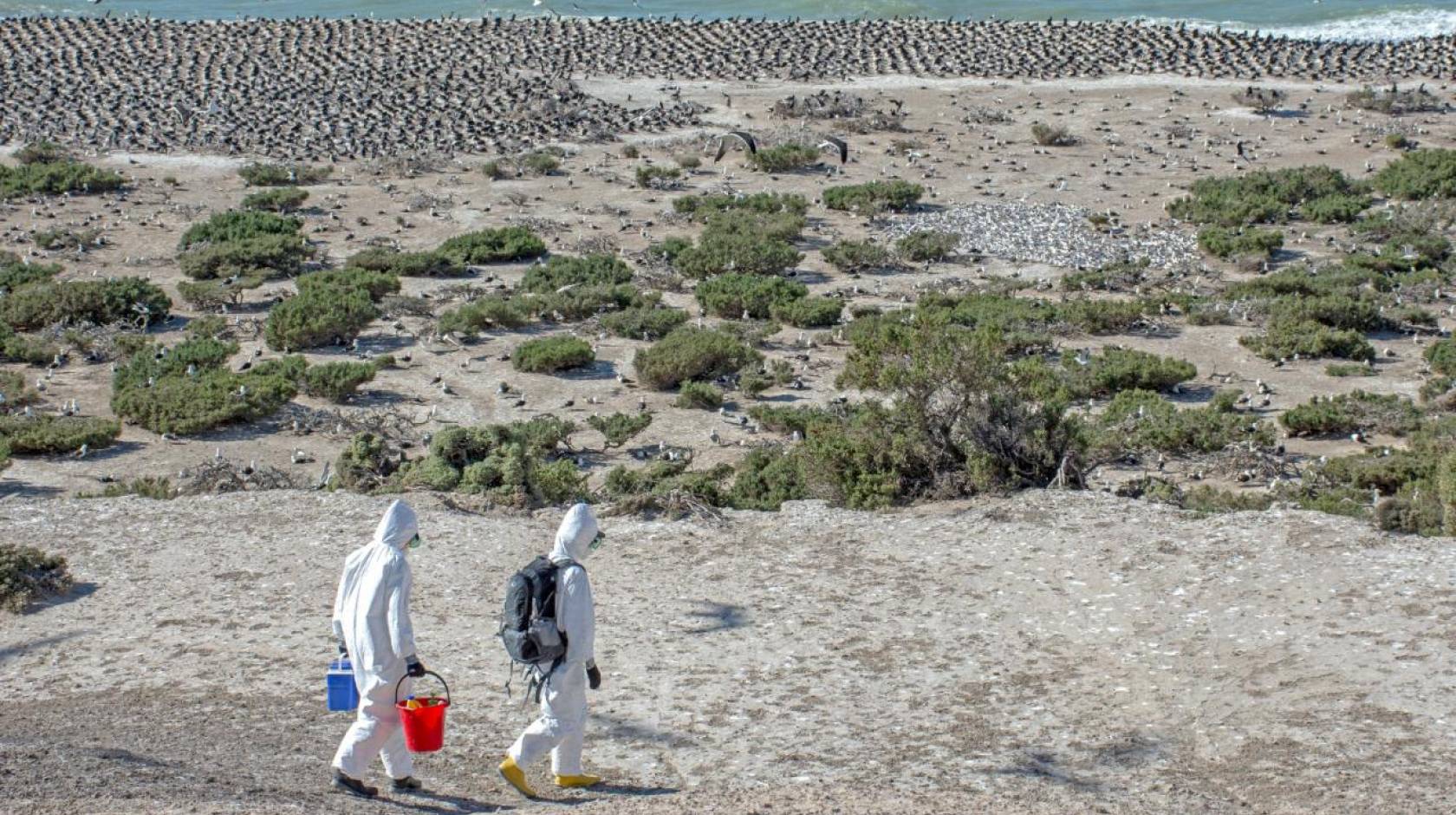 Two scientists in hazmat suits walk above a beach with terns among greenery and a colony of cormorants on the water's edge in Argentina