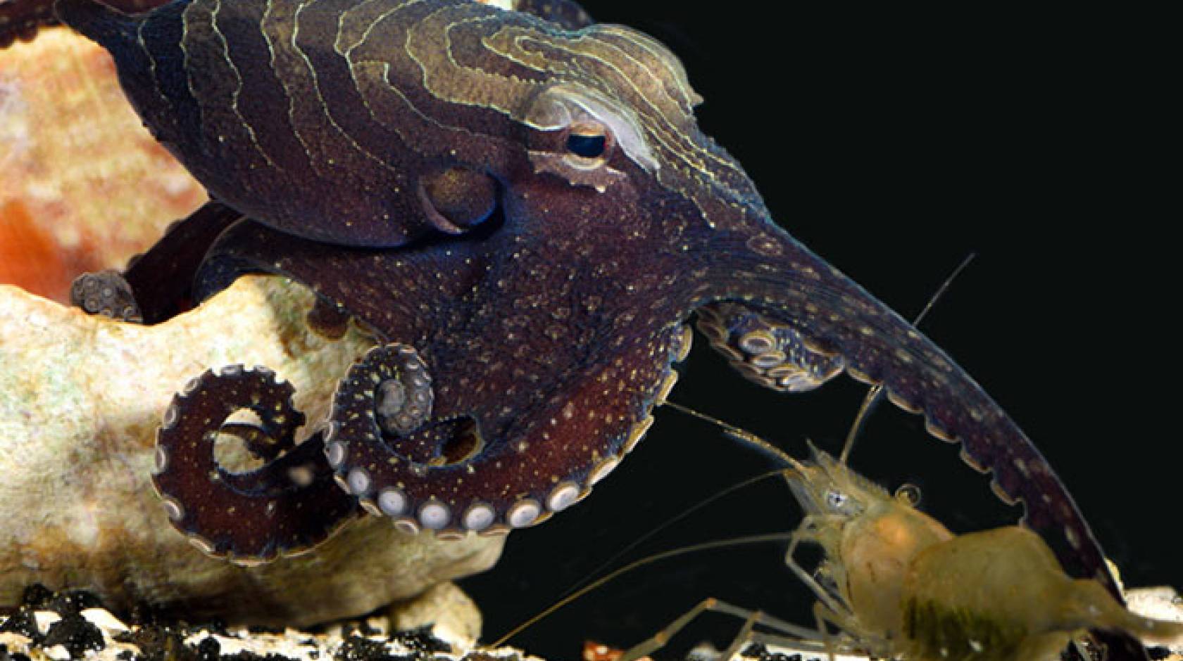 Pacific octopus stalks shrimp