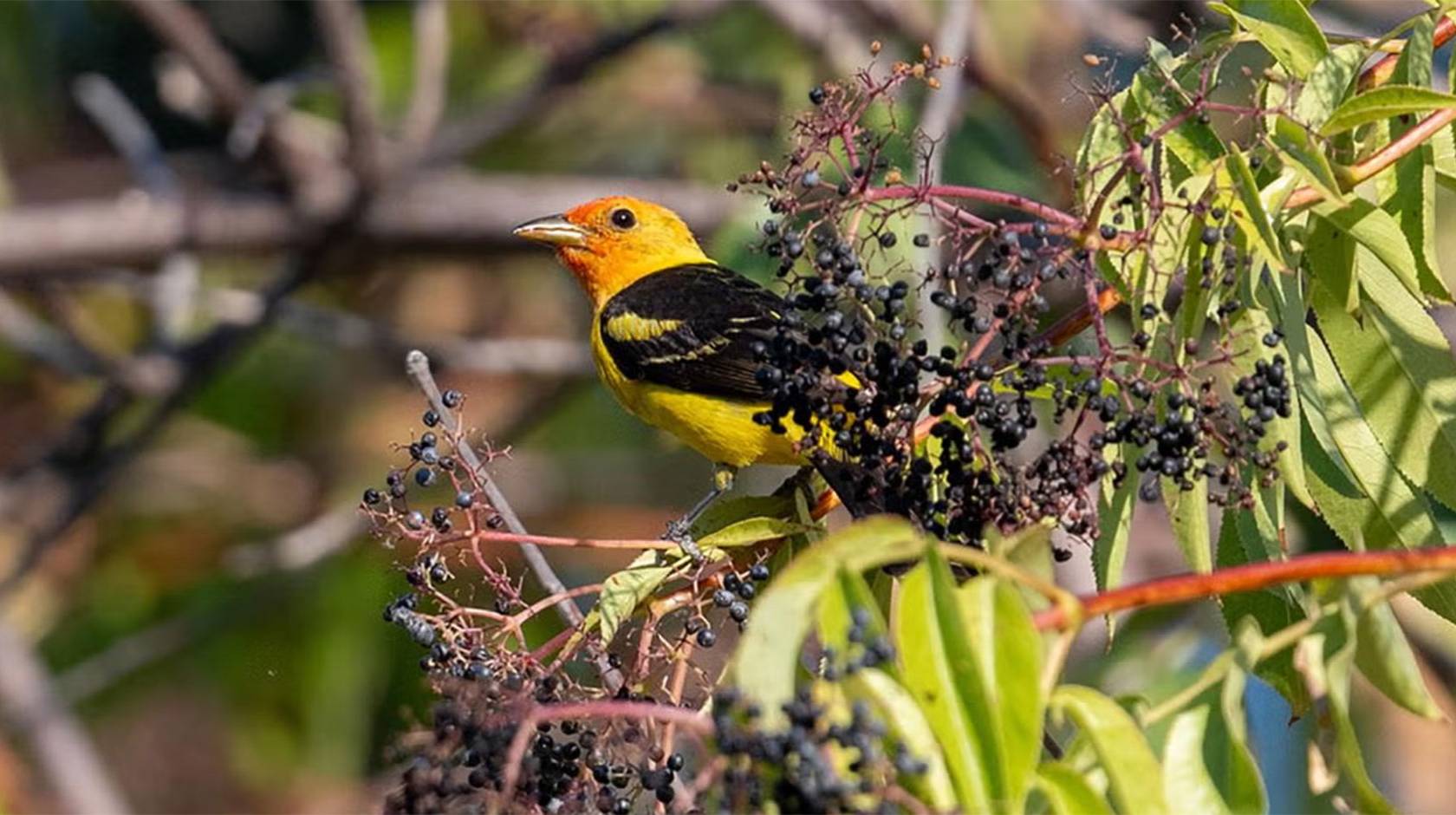 A songbird in a tree