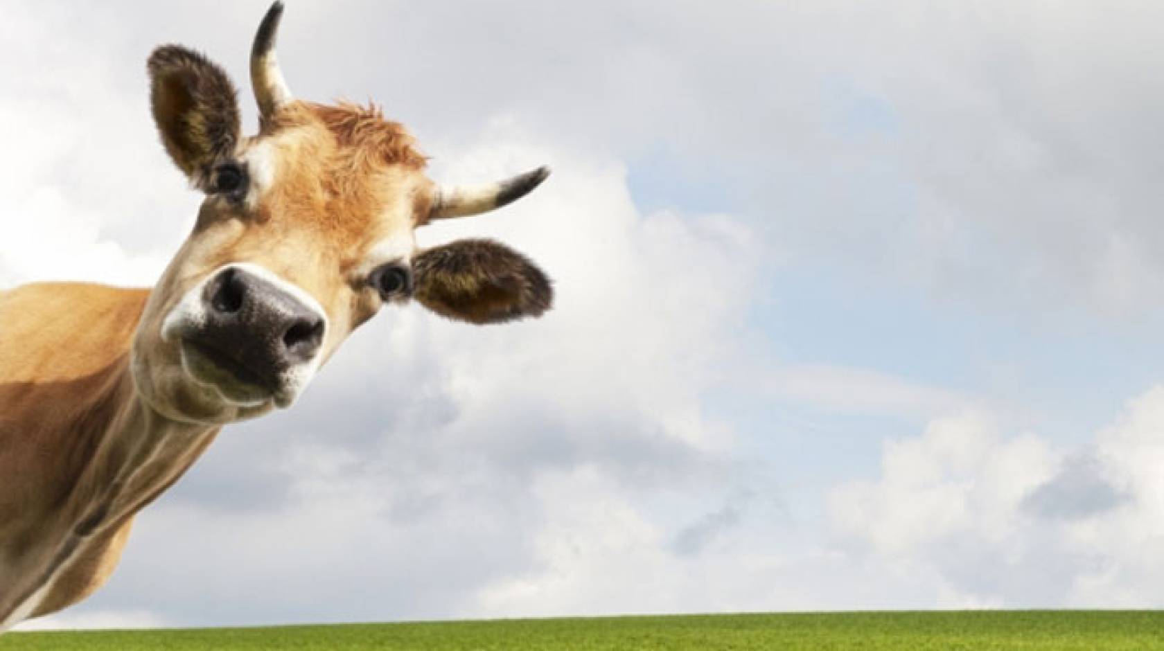 Cow looking at a camera