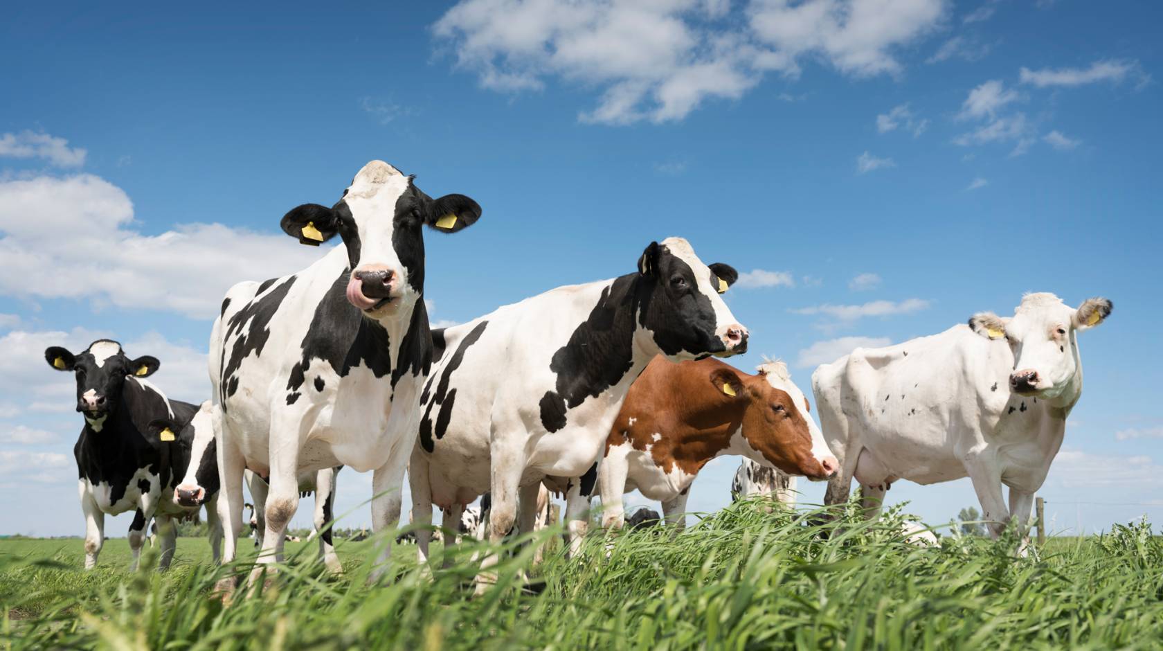 Dairy cows, a few black and white, one red and white, the other white, on green grass under a blue sky